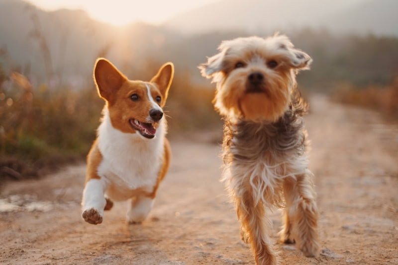 Cachorro em ambiente tranquilo representando rotina diária